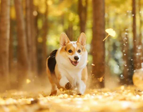 PQQ：改善認知與運動能力