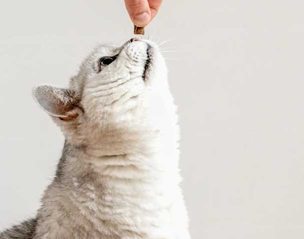 輔酶Q10：促進心血管健康