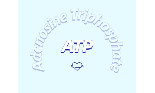 ATP 補充劑有什么作用？